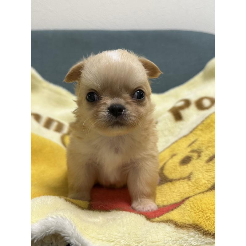 販売中の岡山県のチワワ(ロングコート)-414010