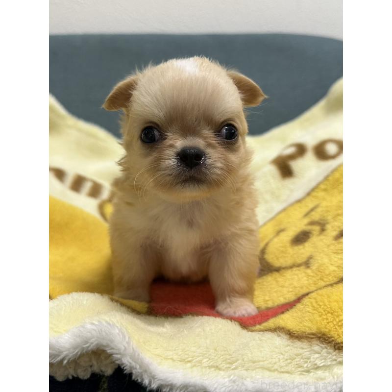 販売中の岡山県のチワワ(ロングコート)-414010の6枚目