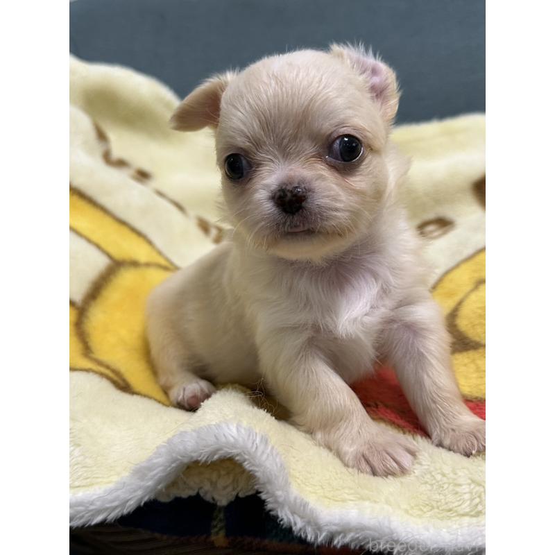 販売中の岡山県のチワワ(ロングコート)-413999の15枚目