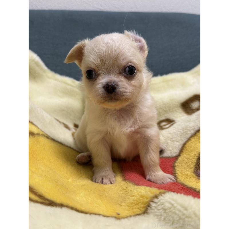 販売中の岡山県のチワワ(ロングコート)-413999の13枚目