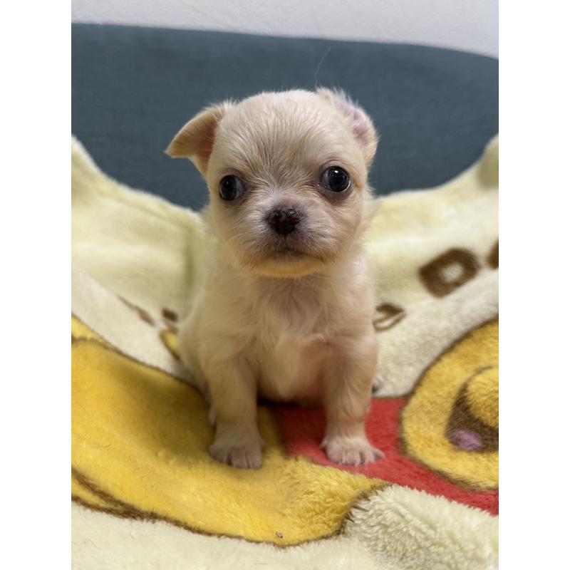 販売中の岡山県のチワワ(ロングコート)-413999の12枚目