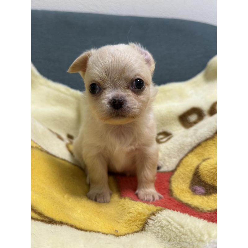 販売中の岡山県のチワワ(ロングコート)-413999の11枚目