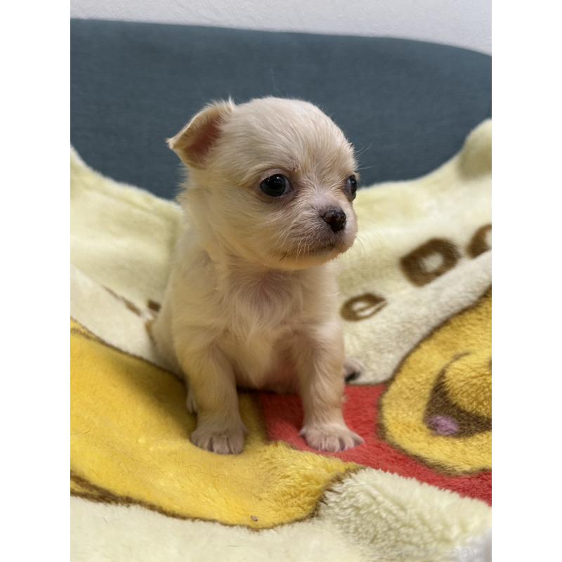 販売中の岡山県のチワワ(ロングコート)-413999の10枚目