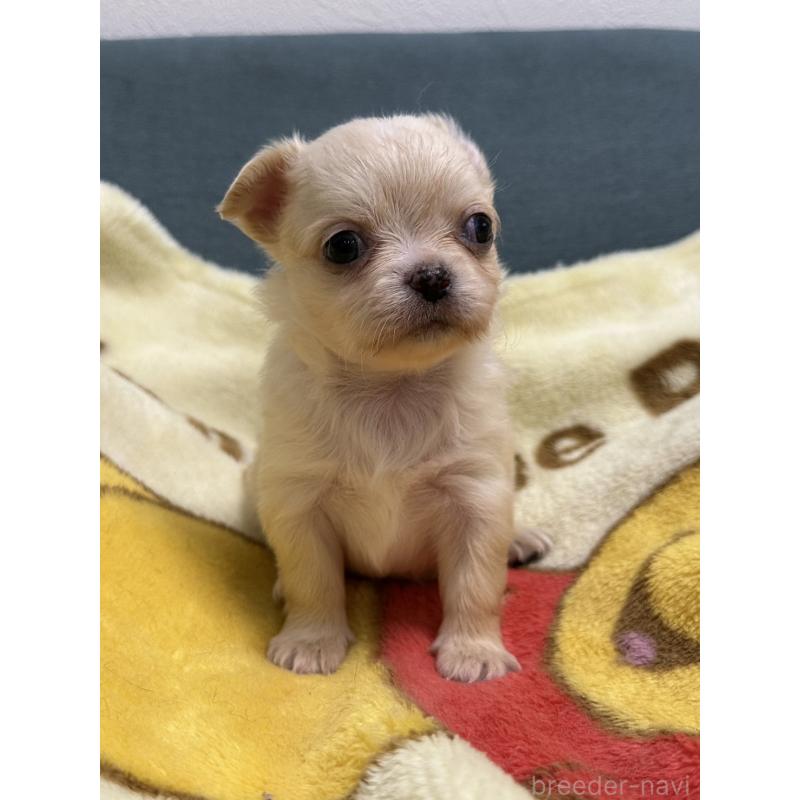 販売中の岡山県のチワワ(ロングコート)-413999の9枚目