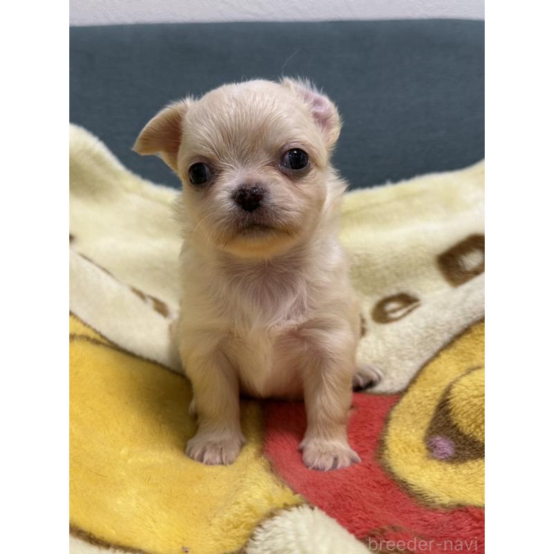 販売中の岡山県のチワワ(ロングコート)-413999の8枚目