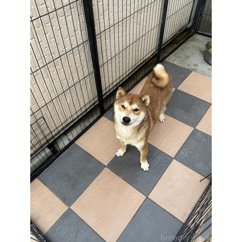 販売中の岡山県の柴犬-374525の7枚目