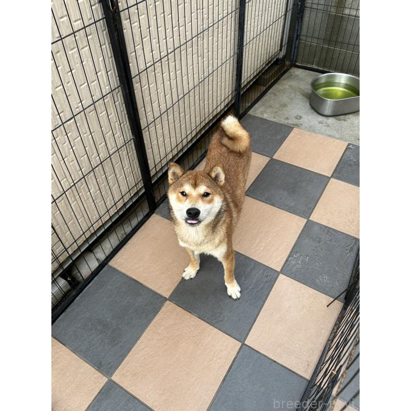 販売中の岡山県の柴犬-374525の6枚目