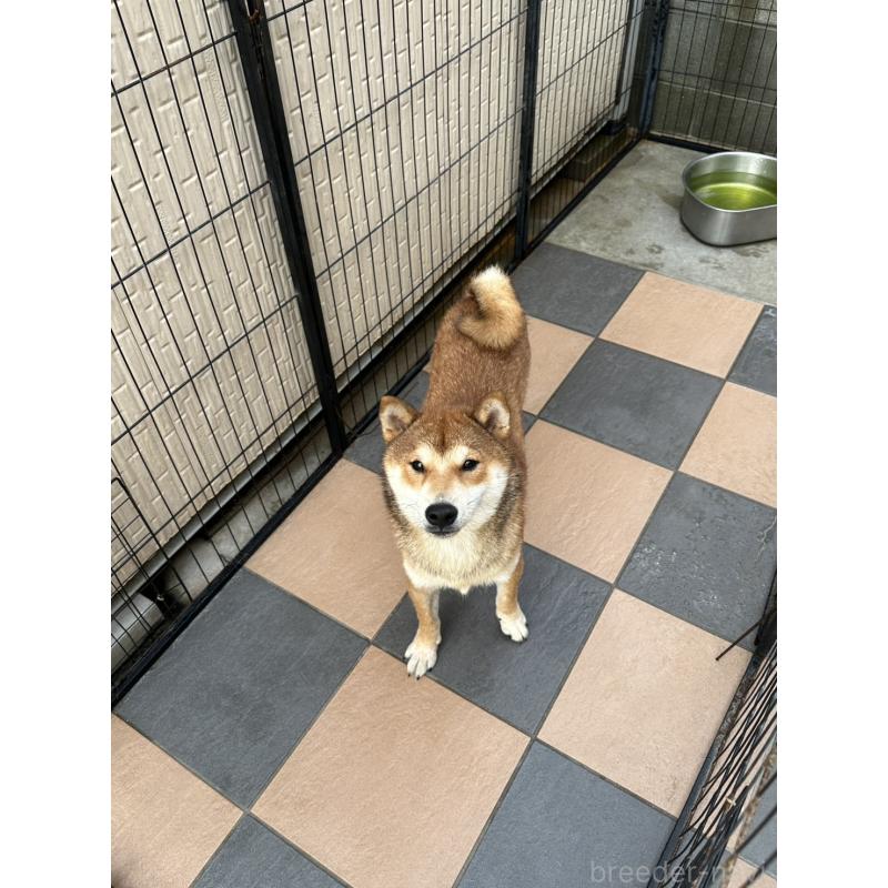 販売中の岡山県の柴犬-374525の5枚目