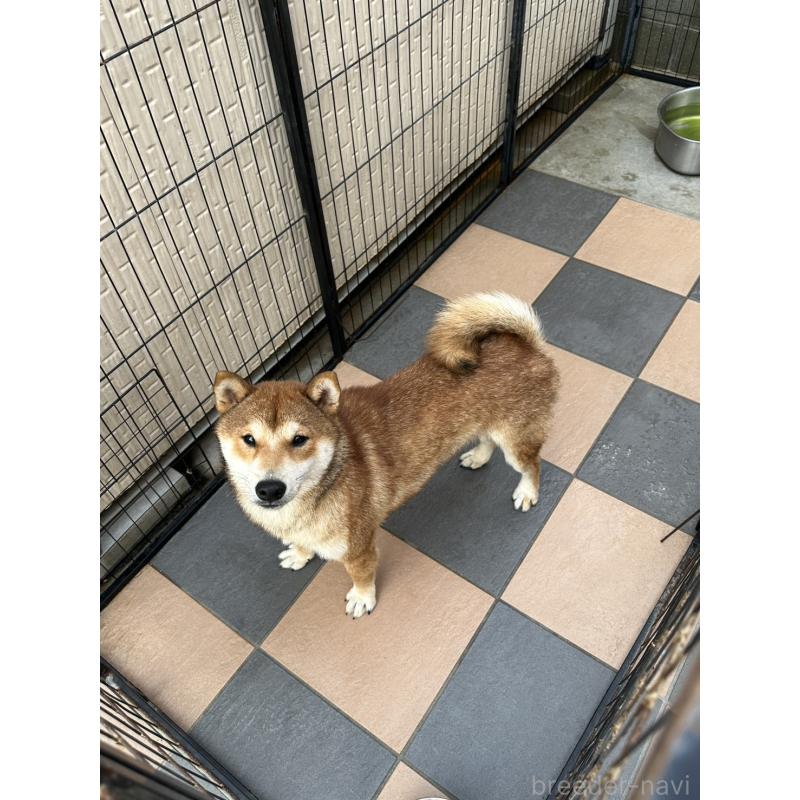 販売中の岡山県の柴犬-374525の4枚目