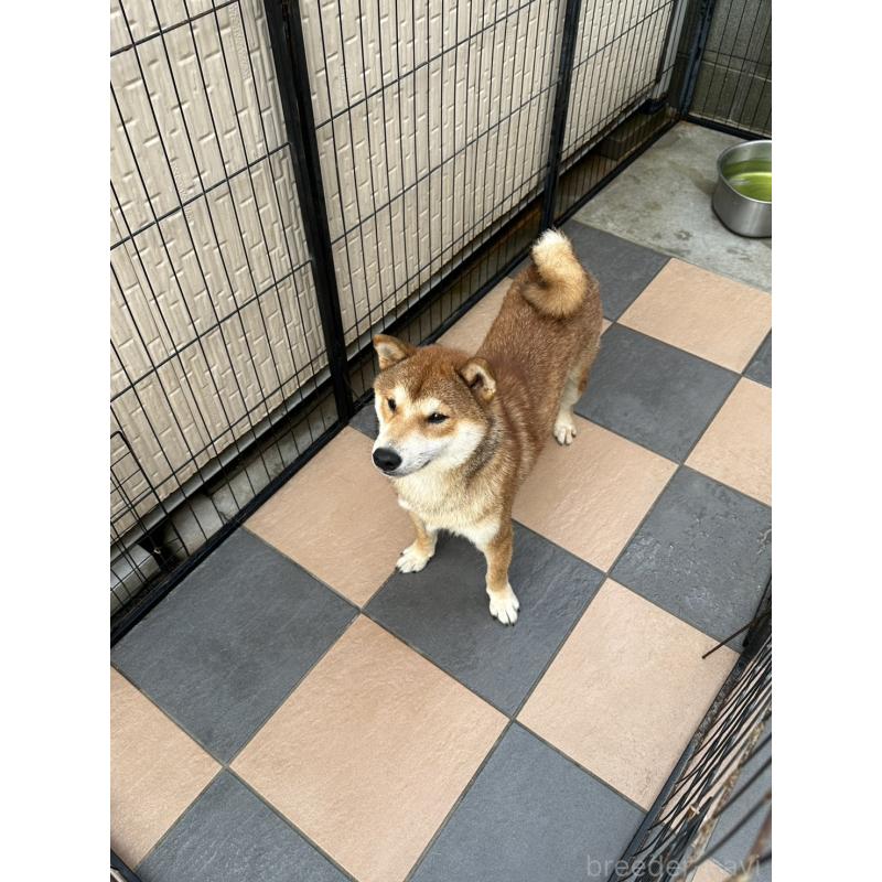 販売中の岡山県の柴犬-374525の3枚目