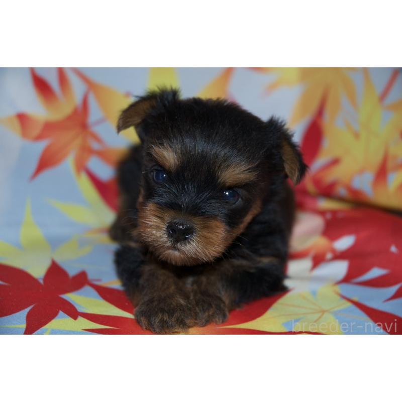 成約済の千葉県のヨークシャーテリア-414202の10枚目