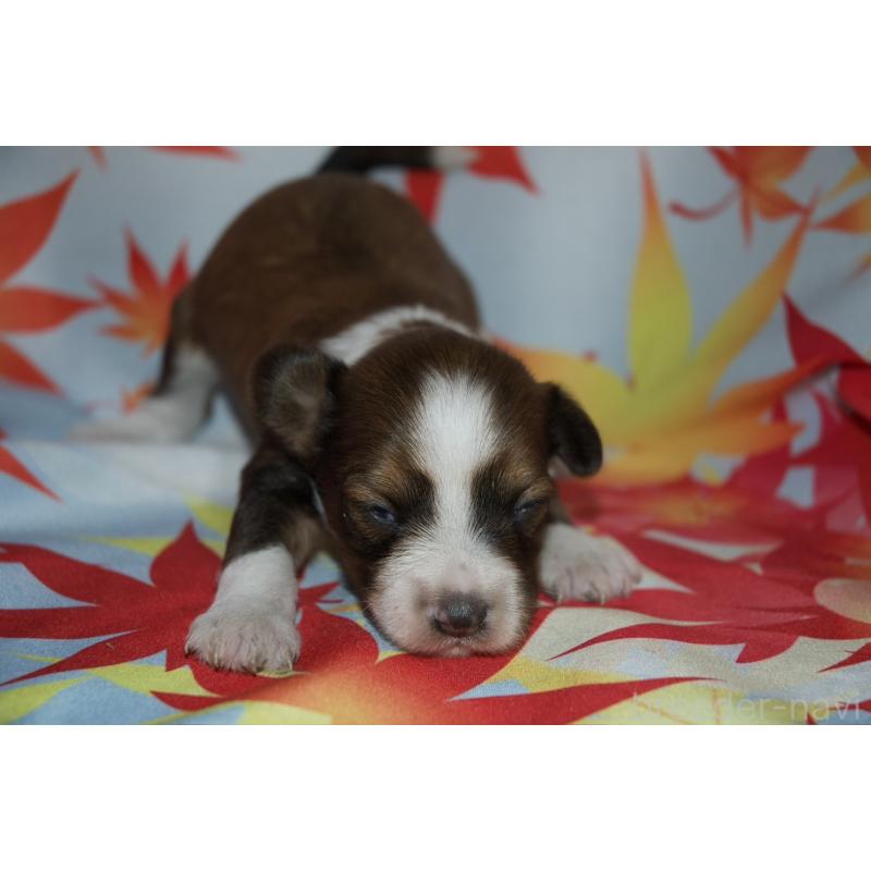 販売中の千葉県のチャイニーズクレステッドドッグ-414200の8枚目