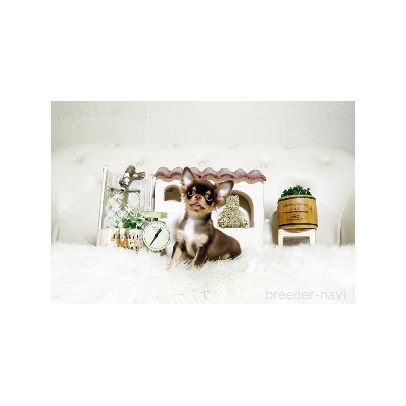 販売中の佐賀県のチワワ(ロングコート)-402915の5枚目