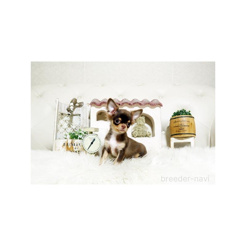 販売中の佐賀県のチワワ(ロングコート)-402915の4枚目