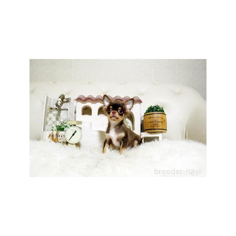 販売中の佐賀県のチワワ(ロングコート)-402915の3枚目