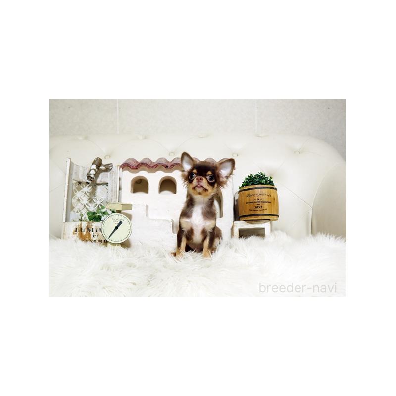 販売中の佐賀県のチワワ(ロングコート)-402915の2枚目