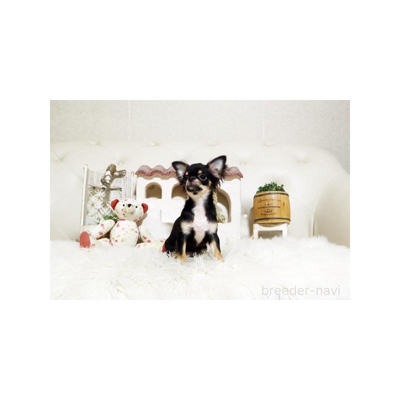 販売中の佐賀県のチワワ(ロングコート)-402917の5枚目