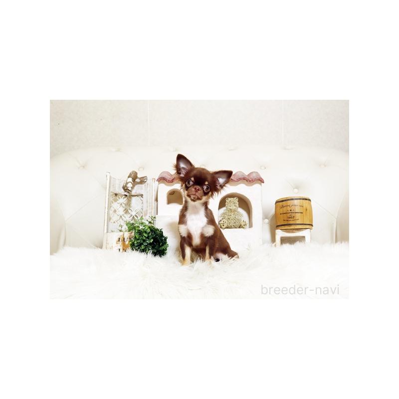 販売中の佐賀県のチワワ(ロングコート)-402918の5枚目