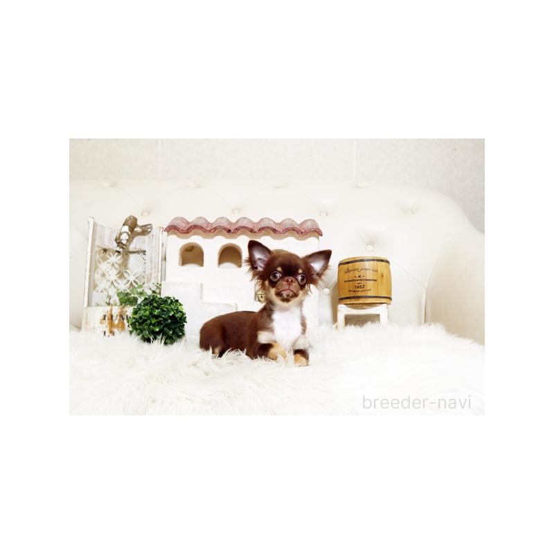 販売中の佐賀県のチワワ(ロングコート)-402918の4枚目