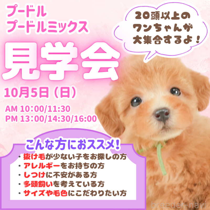 成約済の静岡県のミニチュアダックスフンド(ロングヘアード)-415539の3枚目