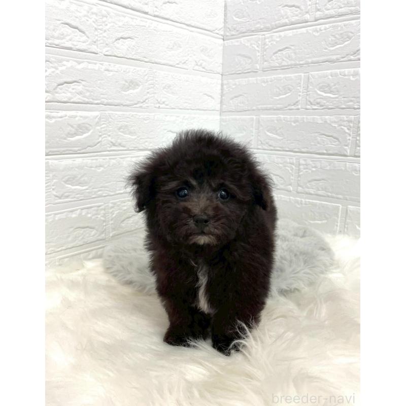 成約済の岡山県のタイニープードル-415942の5枚目