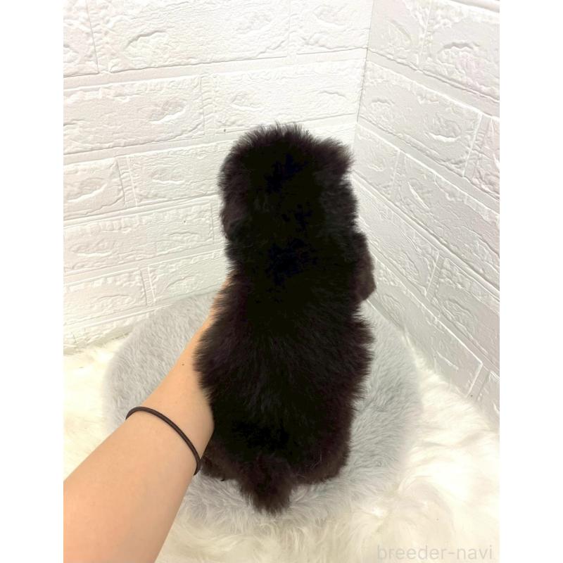 成約済の岡山県のタイニープードル-415942の4枚目