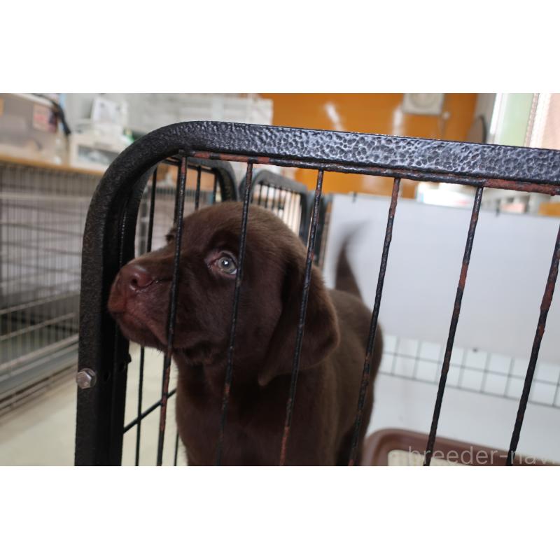 商談中の長崎県のラブラドールレトリーバー-415061の6枚目