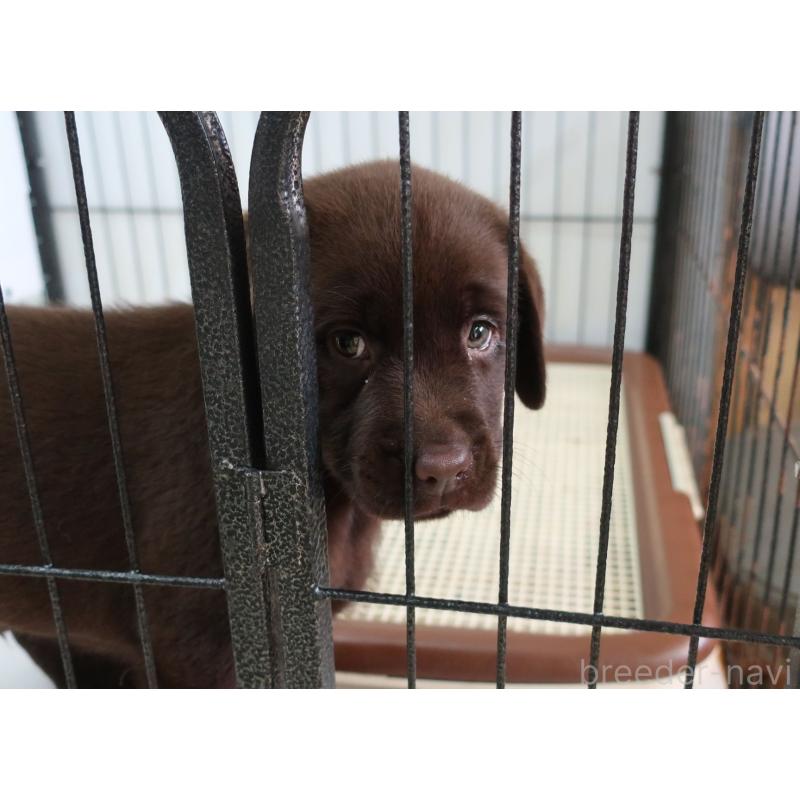 商談中の長崎県のラブラドールレトリーバー-415061の5枚目