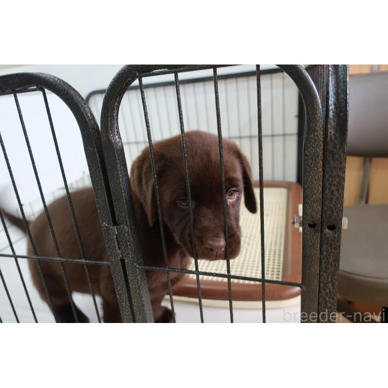 商談中の長崎県のラブラドールレトリーバー-415061の3枚目