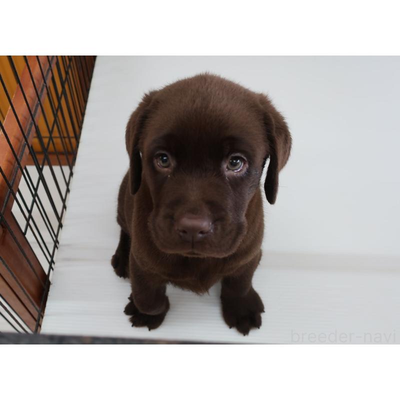 商談中の長崎県のラブラドールレトリーバー-415061の2枚目