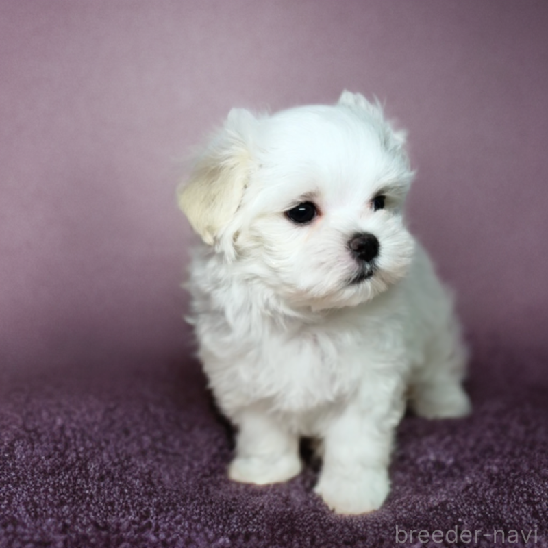 販売中の岐阜県のマルチーズ-414275の4枚目