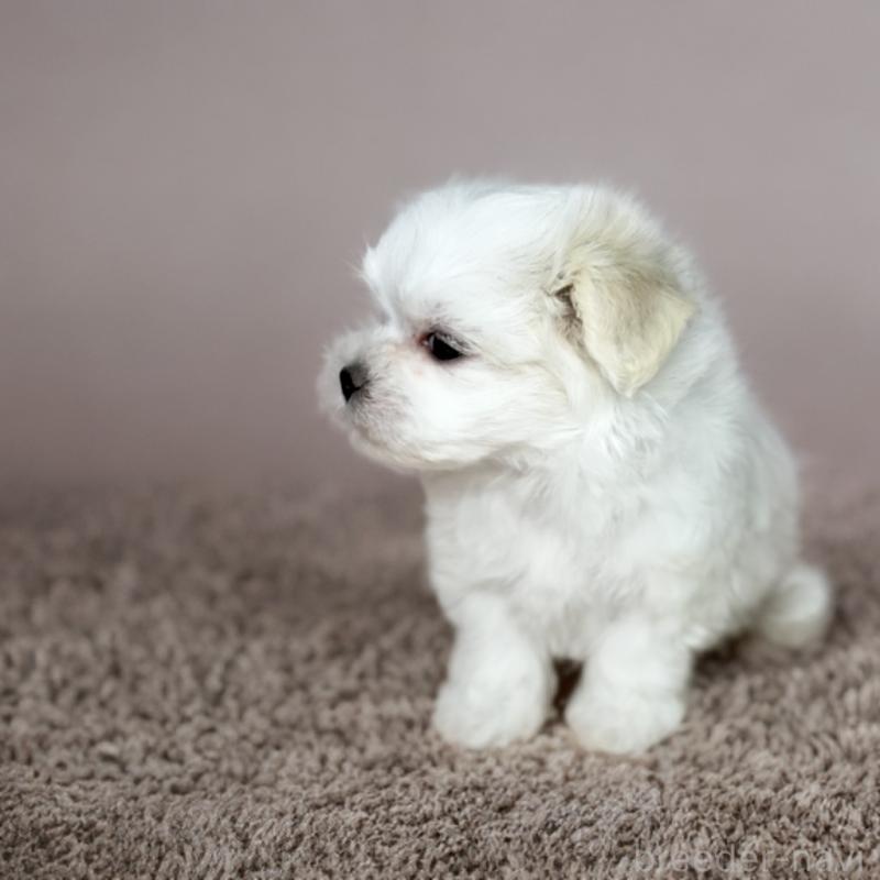 販売中の岐阜県のマルチーズ-414275の3枚目