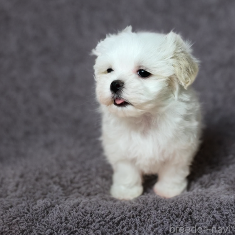 販売中の岐阜県のマルチーズ-414275の2枚目