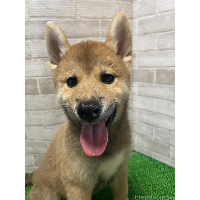 販売中の茨城県の柴犬-409215の7枚目