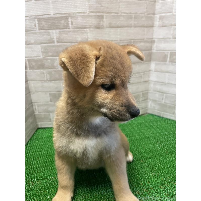 販売中の茨城県の柴犬-409218の7枚目