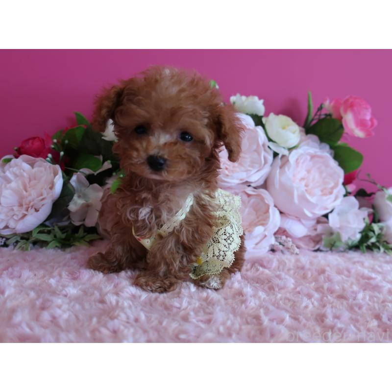 成約済の鹿児島県のティーカッププードル-412175の8枚目