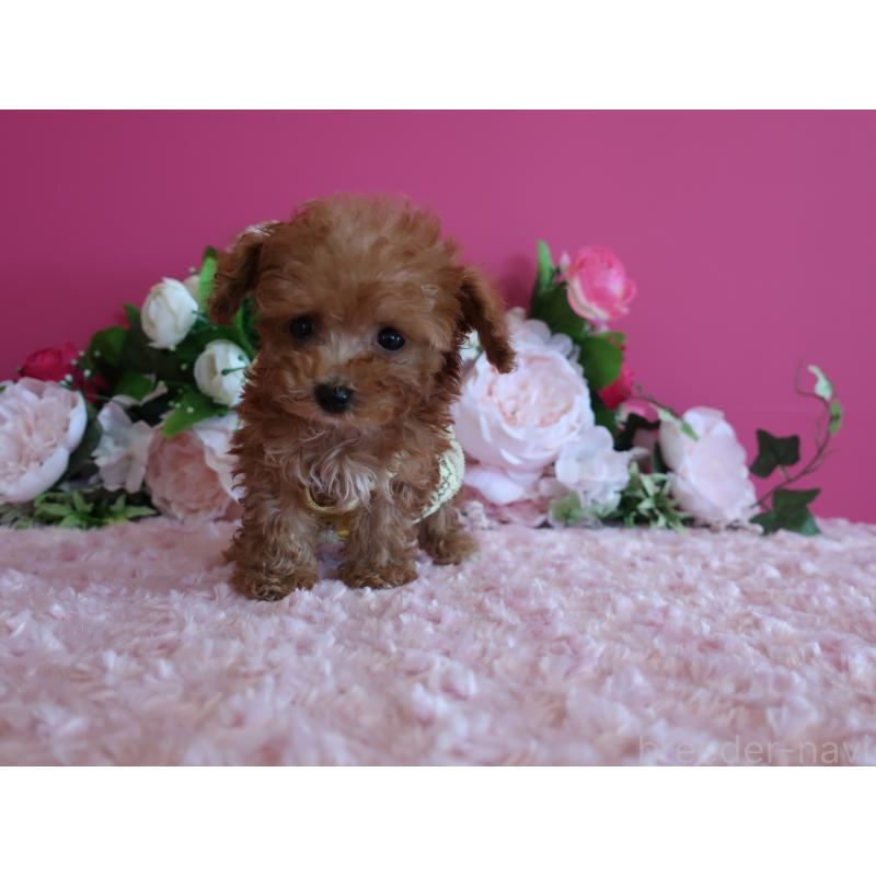 成約済の鹿児島県のティーカッププードル-412175の7枚目