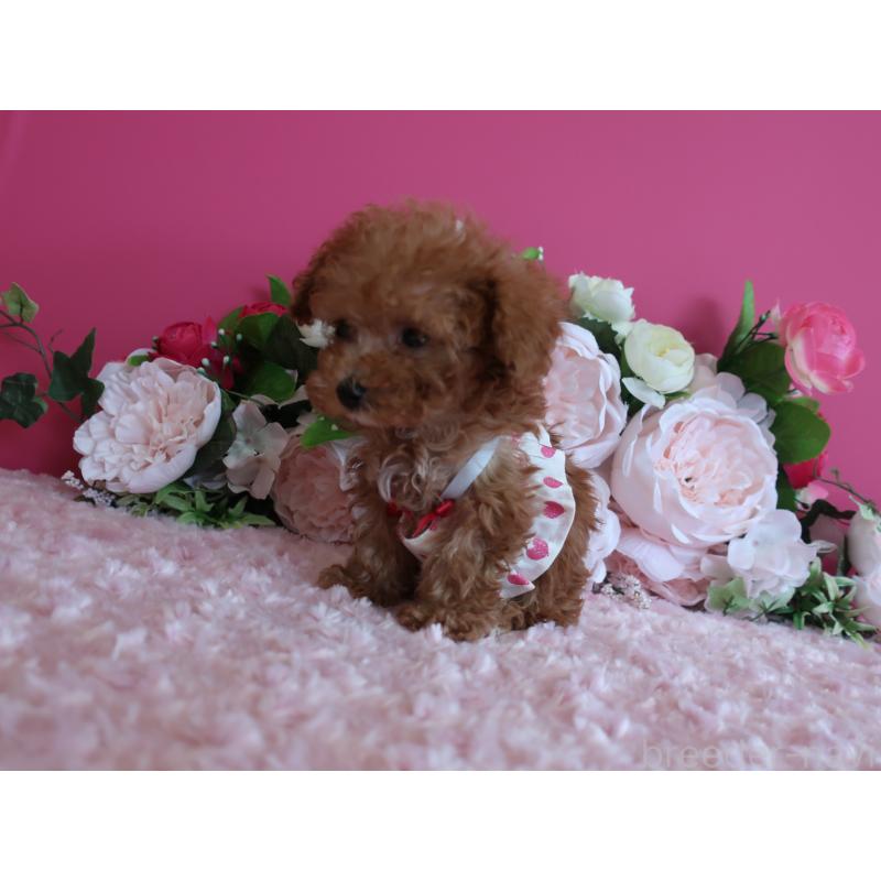 成約済の鹿児島県のティーカッププードル-412175の6枚目