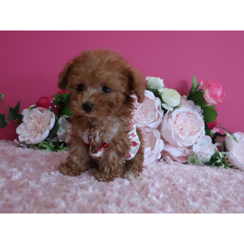 成約済の鹿児島県のティーカッププードル-412175の5枚目