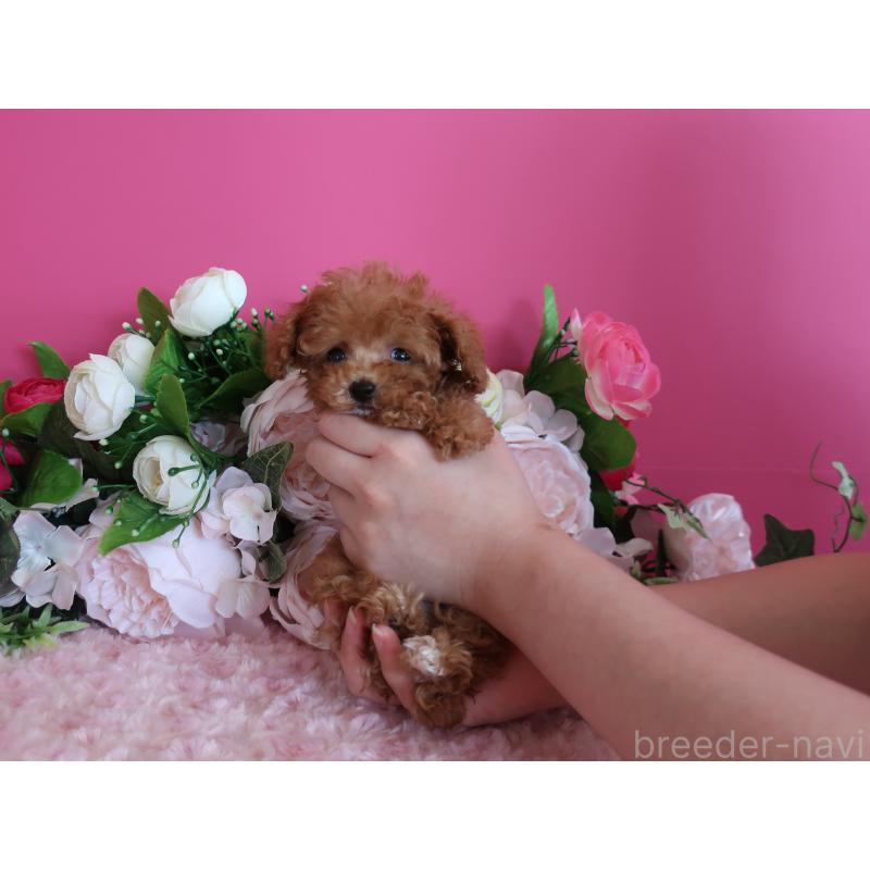 成約済の鹿児島県のティーカッププードル-412175の4枚目