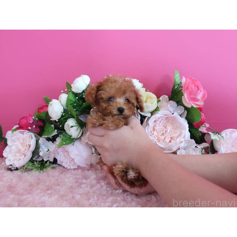 成約済の鹿児島県のティーカッププードル-412175の3枚目