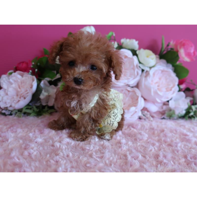 成約済の鹿児島県のティーカッププードル-412175の2枚目