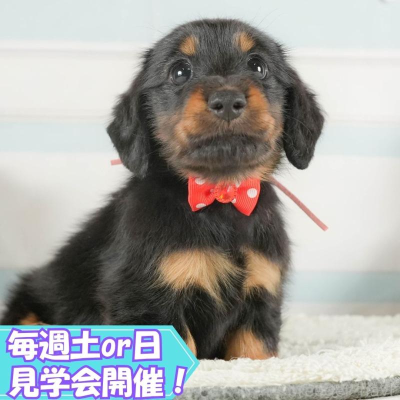 販売中の静岡県のミニチュアダックスフンド(ロングヘアード)-415555