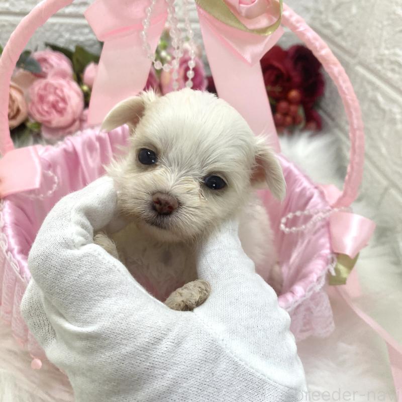 販売中の埼玉県のミックス犬-416899の1枚目
