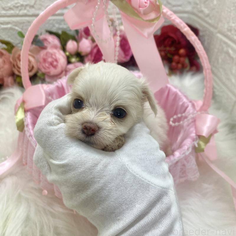 販売中の埼玉県のミックス犬-416899の5枚目