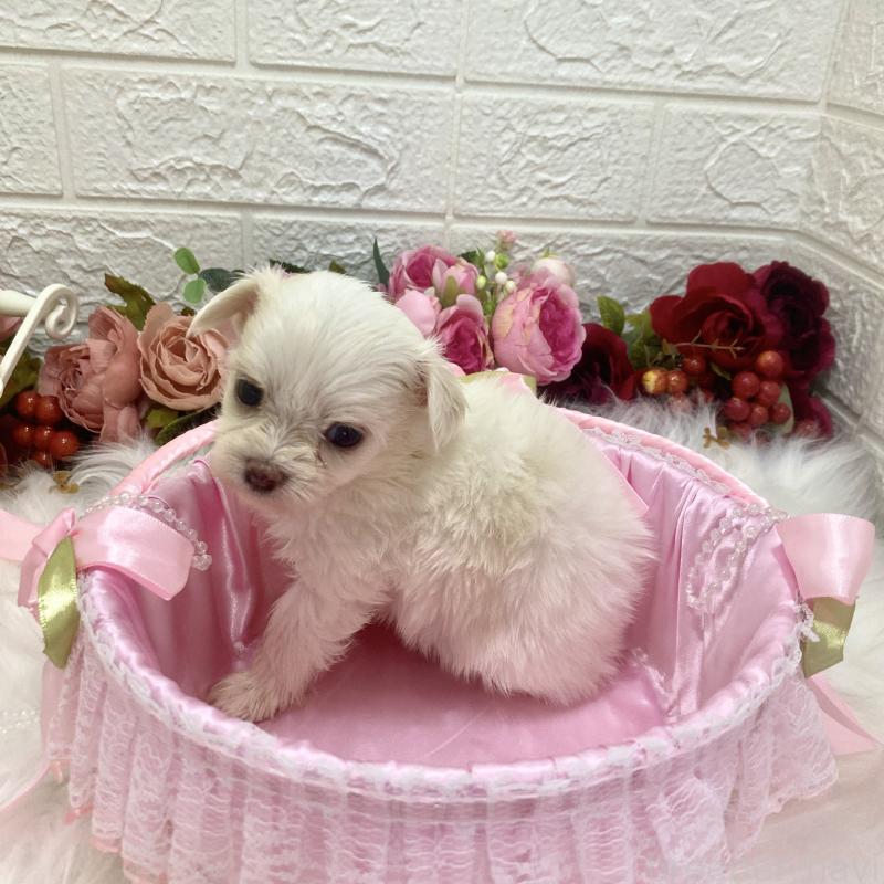 販売中の埼玉県のミックス犬-416899の4枚目