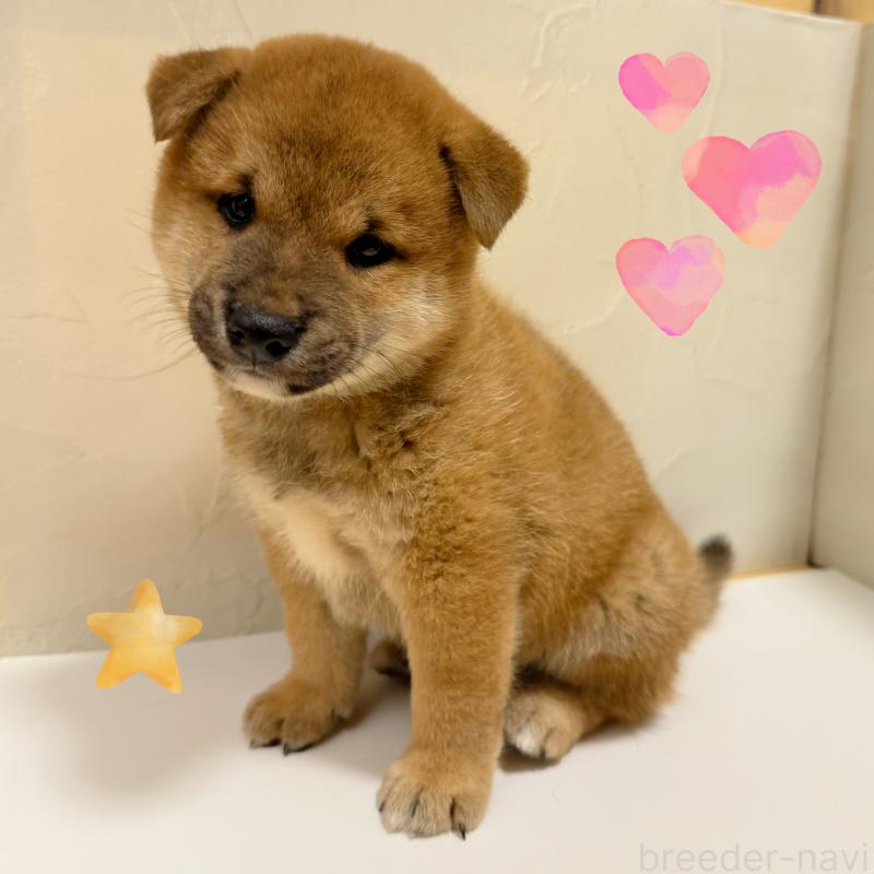 販売中の東京都の柴犬-416900