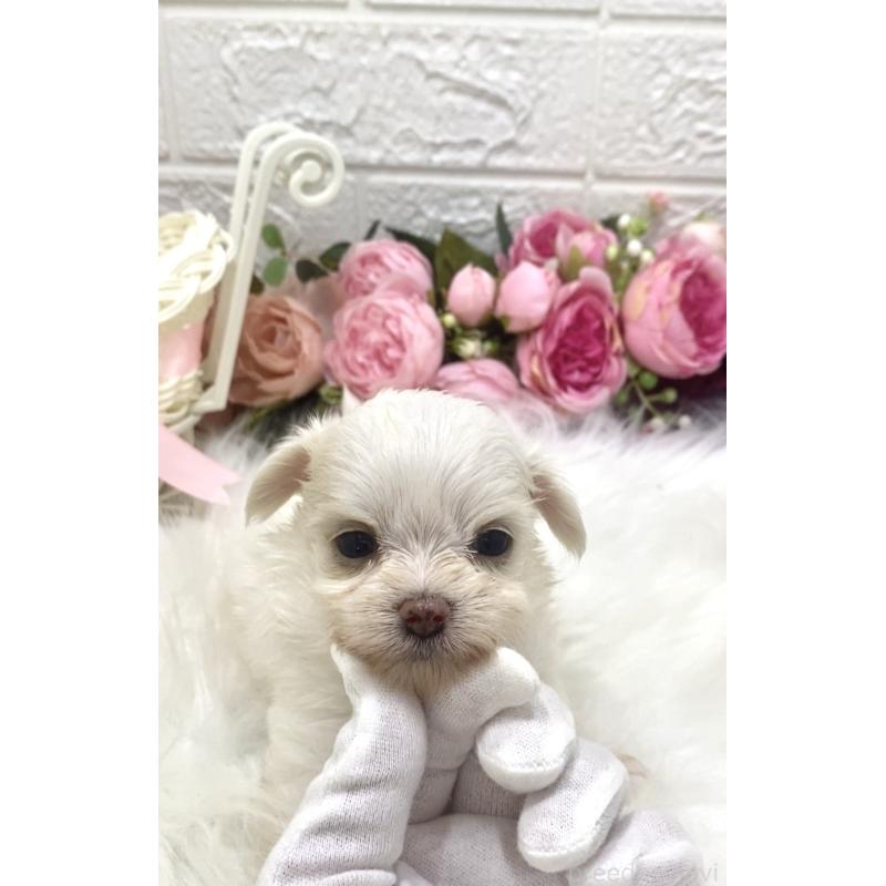 販売中の埼玉県のミックス犬-416899の3枚目