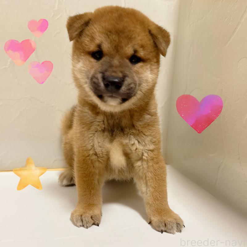 販売中の東京都の柴犬-416900の6枚目