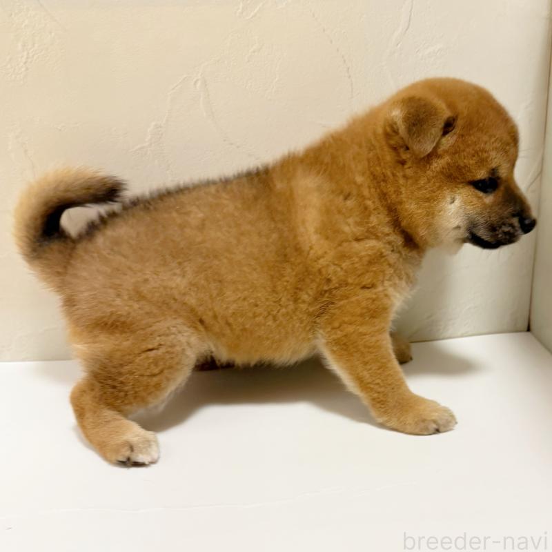 販売中の東京都の柴犬-416900の5枚目